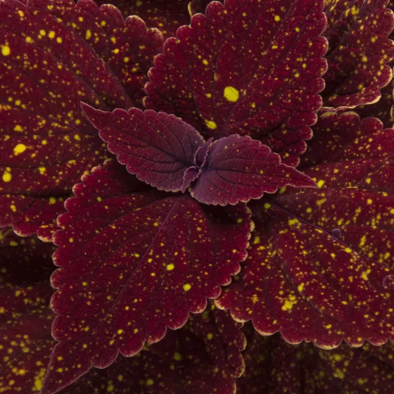 Talavera™ Moondust