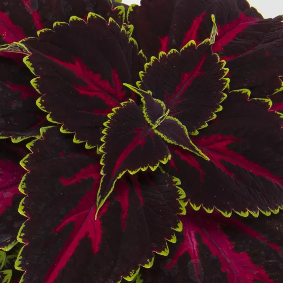 Talavera™ Pink Tricolor