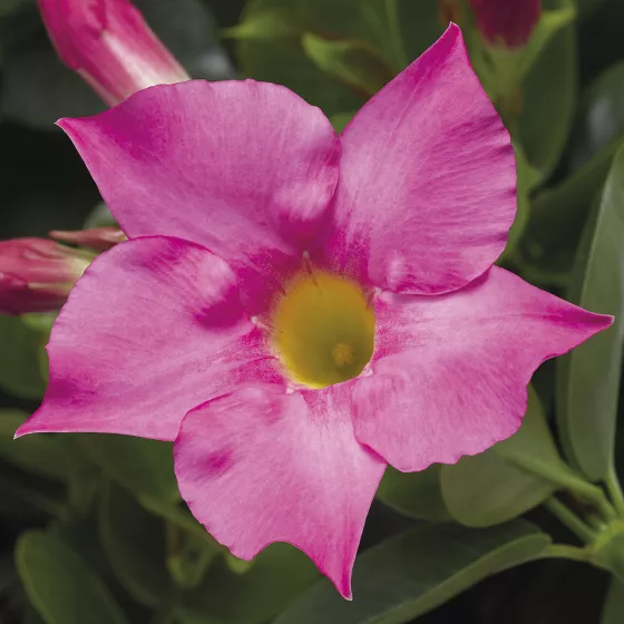 Madinia® Petite Pink