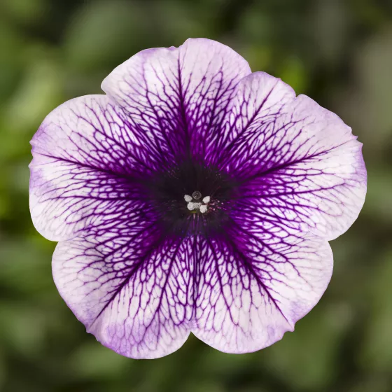 Sanguna® Blue Vein