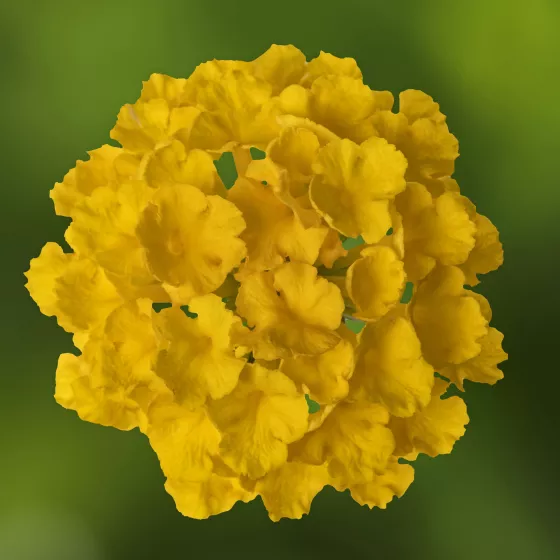 Bandolero™ Lemon