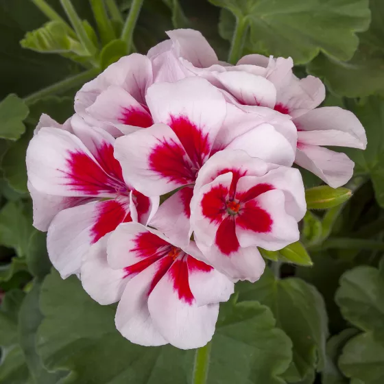 Calliope® Medium White Splash