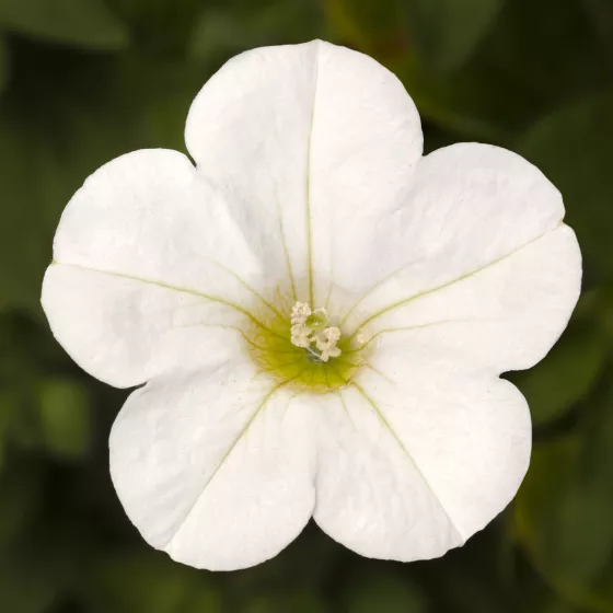 Dekko™ White