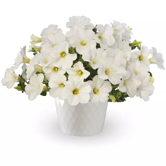 Dekko™ White