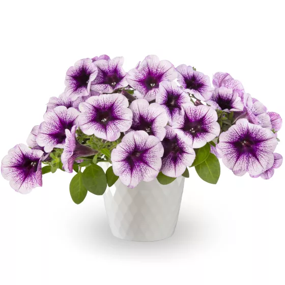 Sanguna® Blue Vein