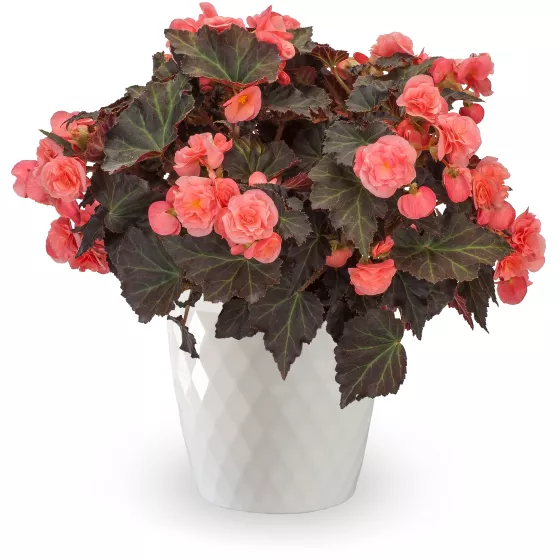 Adora™ Satin Rose