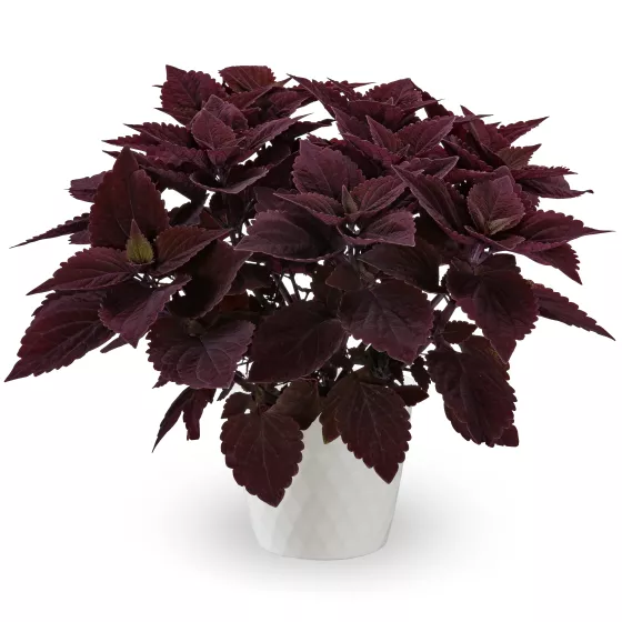 Talavera™ Chocolate Velveteen