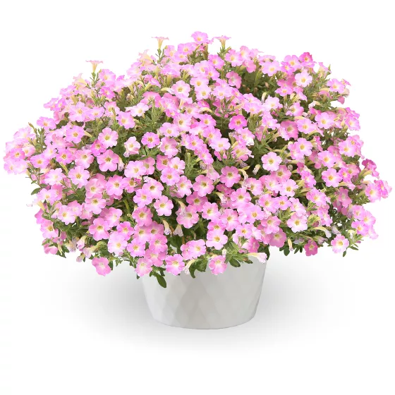 Itsy™ Pink