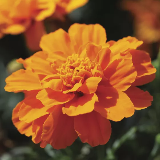 Alumia™ Deep Orange