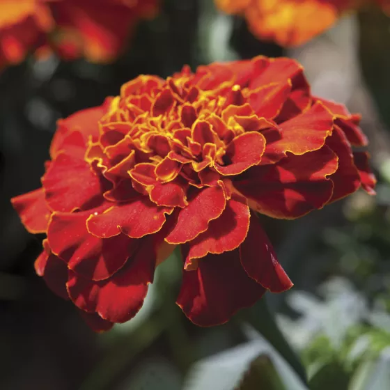 Alumia™ Red