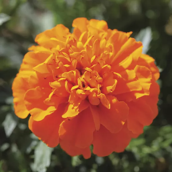 Cresta™ Deep Orange