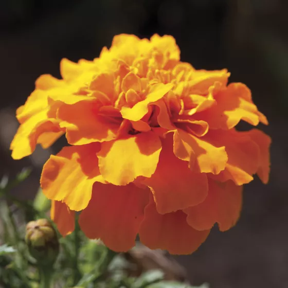 Cresta™ Orange