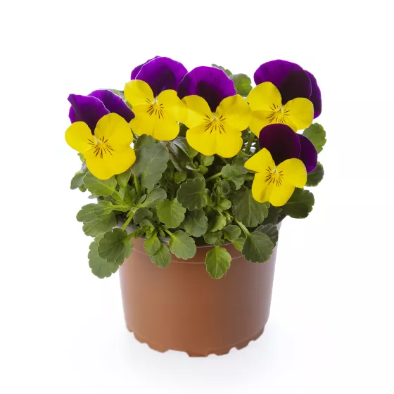 Deltini™ Yellow Jump Up