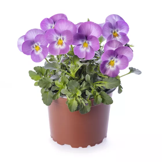 Deltini™ Lavender Pink Face
