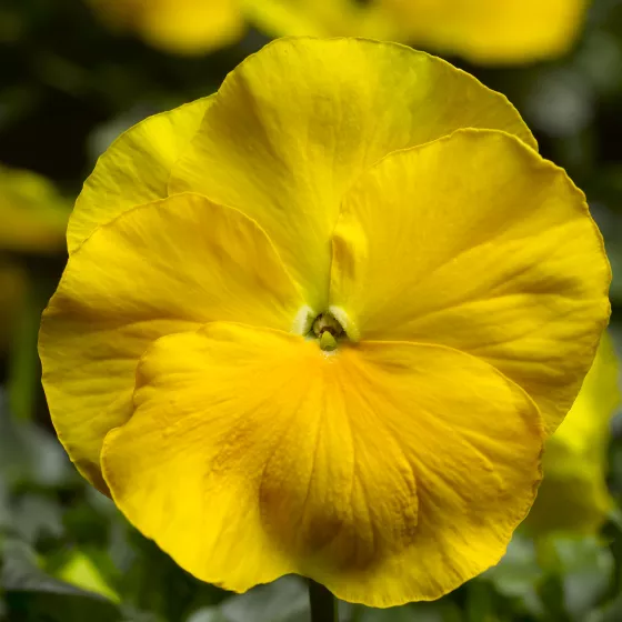 Delta™ Pro Clear Yellow