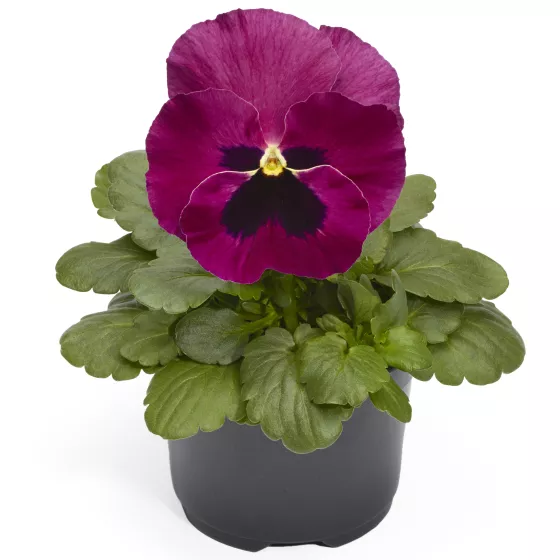 Delta™ Pro Rose with Blotch