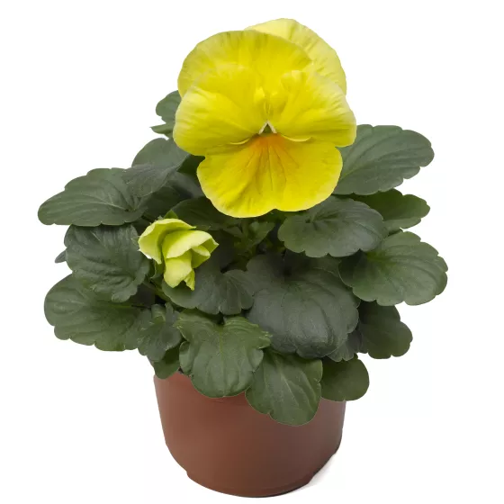 Delta™ Pro Clear Lemon