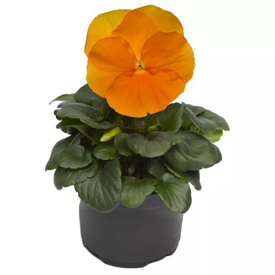 Delta™ Pro Clear Orange
