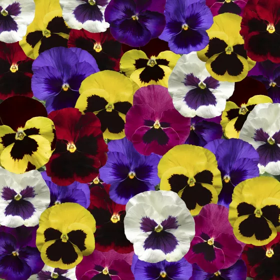 Delta™ Pro Blotch Mix