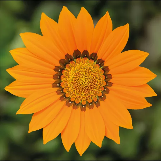 Kiss™ Orange