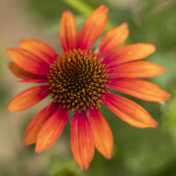 Prairie Blaze™ Orange Sunset