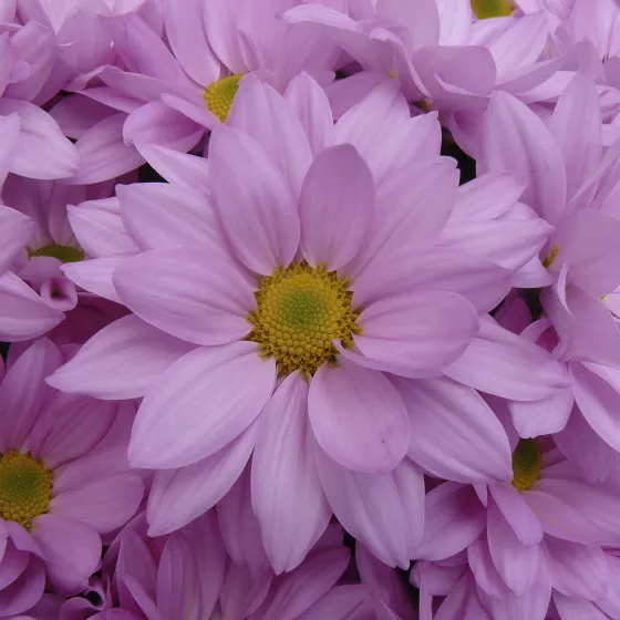 Grandview™ Pink