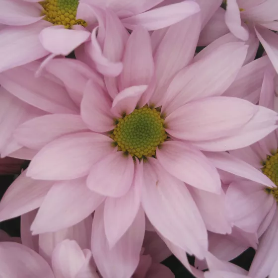 Grandview™ Light Pink