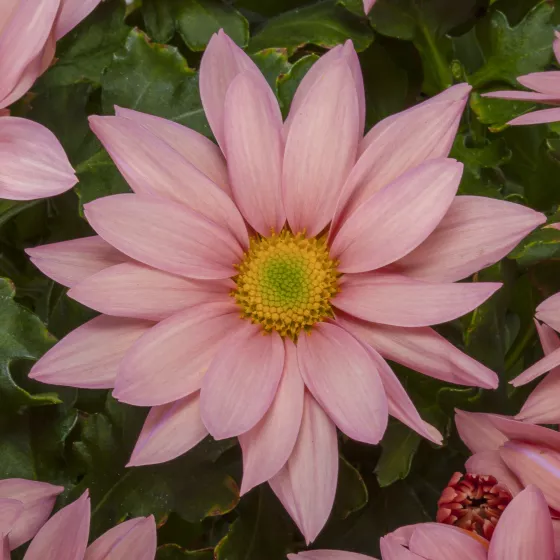 Grandview™ Apricot