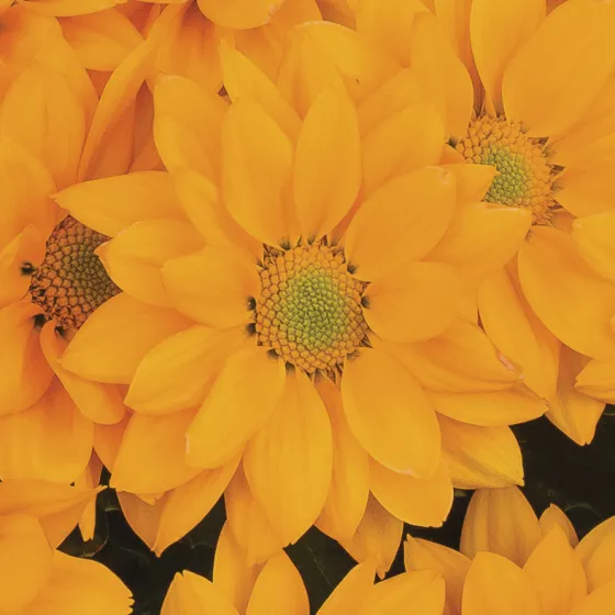 Grandview™ Butterscotch