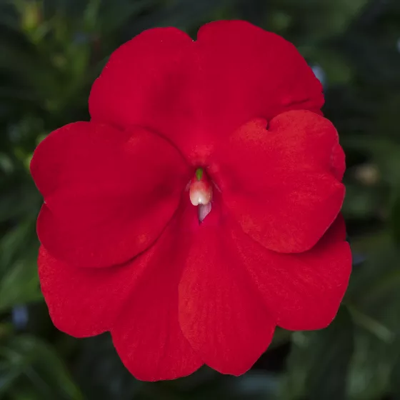 Spectra™ Bright Red