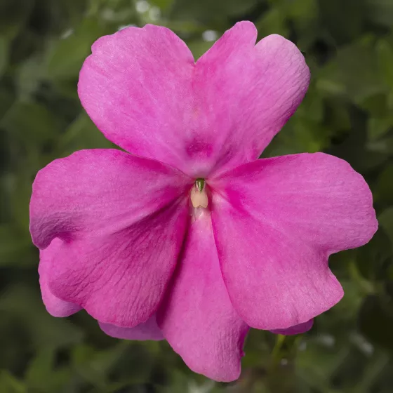 Spectra™ Pink