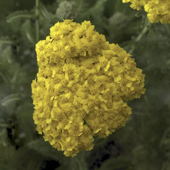Desert Eve™ Yellow