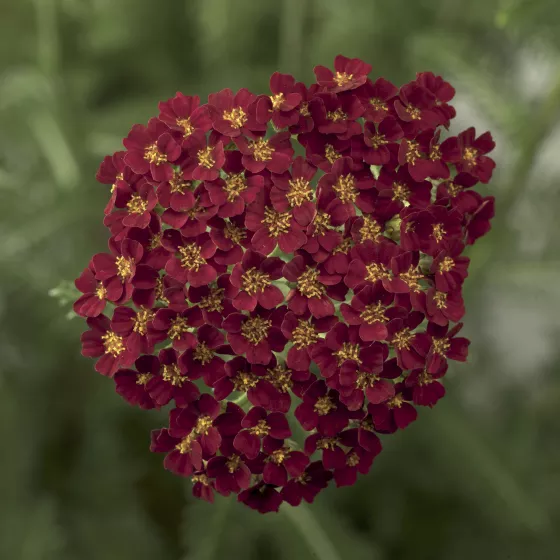 Desert Eve™ Red