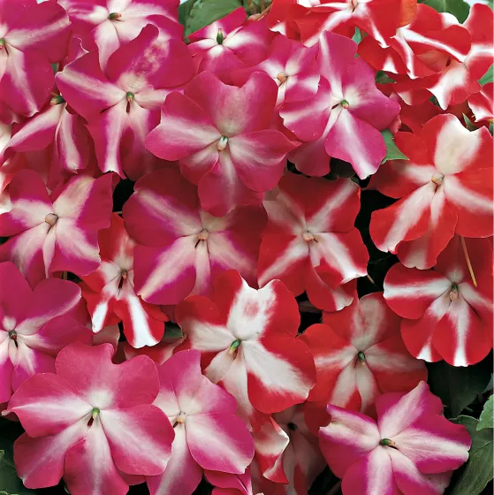 Accent™ Star Mix