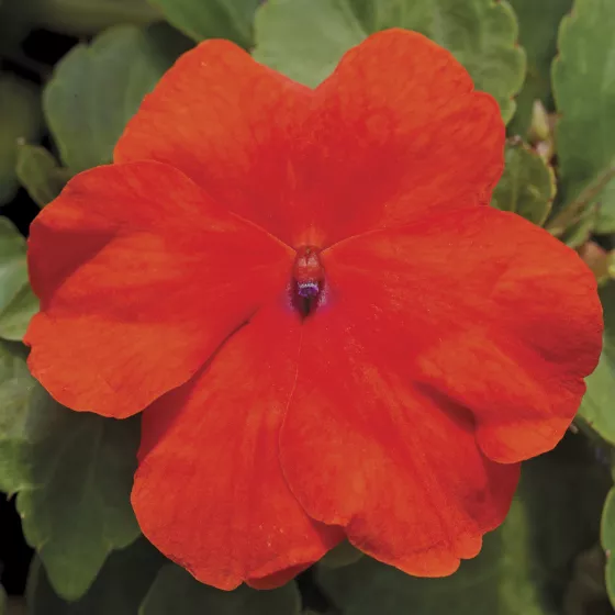 Accent™ Premium Deep Orange