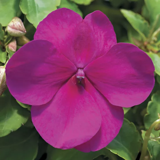 Accent™ Premium Violet