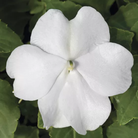 Accent™ Premium White