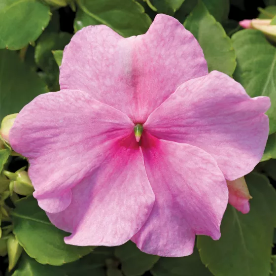 Accent™ Premium Pink