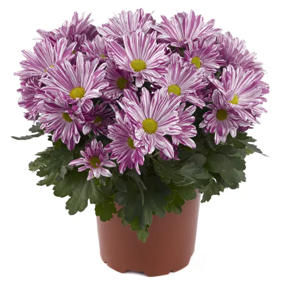 Artistic™ Pink Imp. | Syngenta Flowers