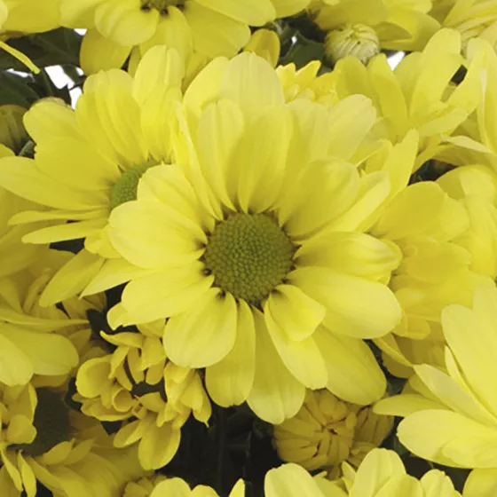 Mount® Runca Yellow