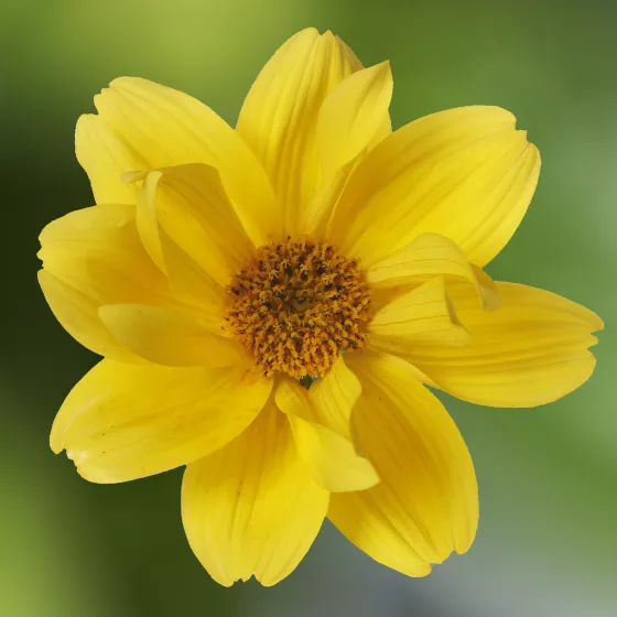 Brazen™ Happy Sun
