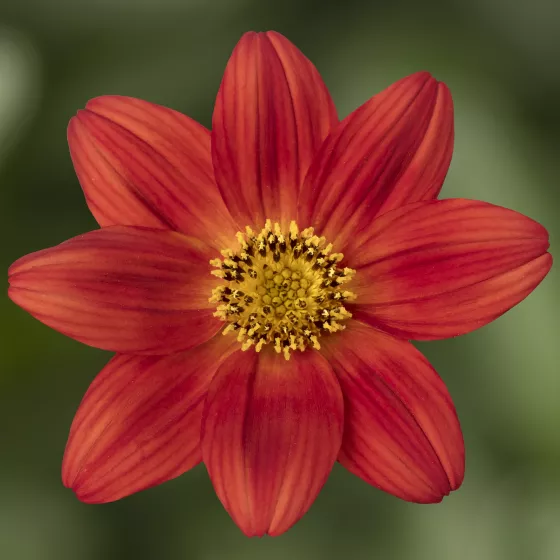 Brazen™ Rising Sun