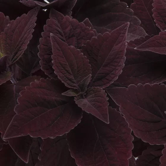 Talavera™ Chocolate Velveteen