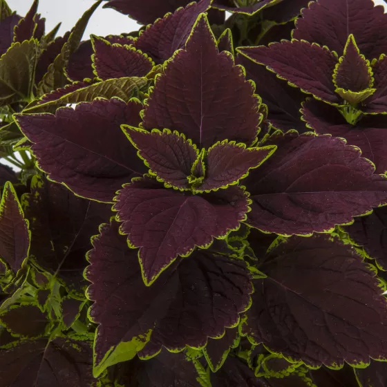Talavera™ Chocolate Mint