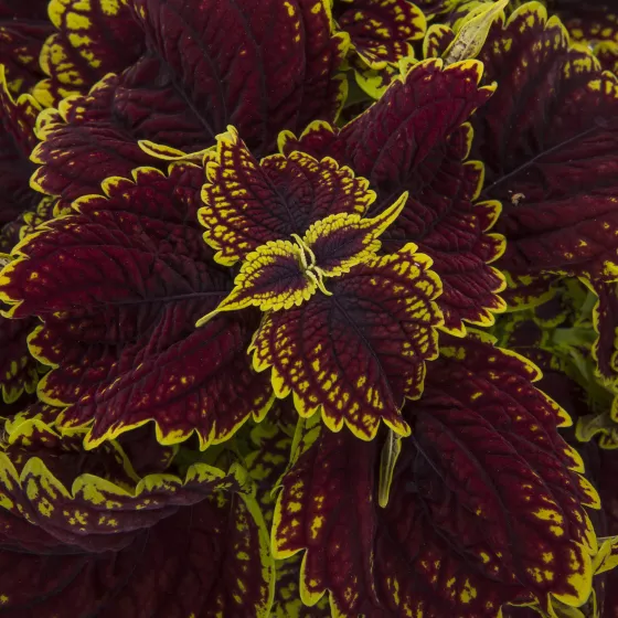 Talavera™ Burgundy Lime