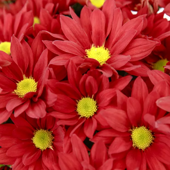 Auburn™ Red