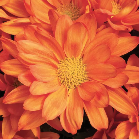 Auburn™ Orange