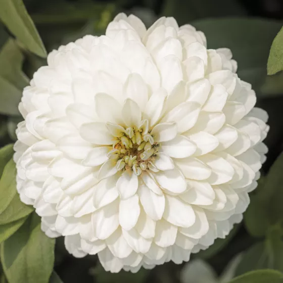 Zydeco™ White