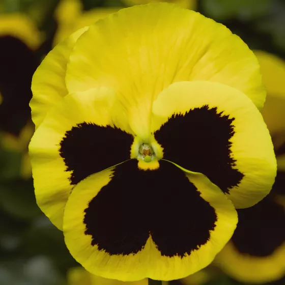 Delta™ Pro Yellow with Blotch