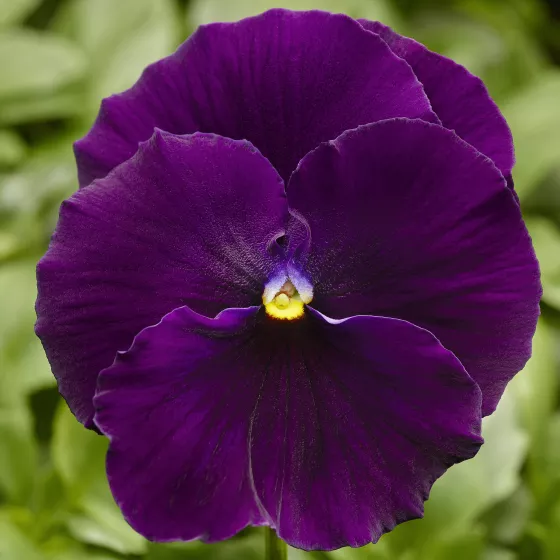 Delta™ Pro Clear Violet